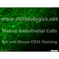 C57BL/6 Mouse Embryonic Cardiac Endothelial Cells